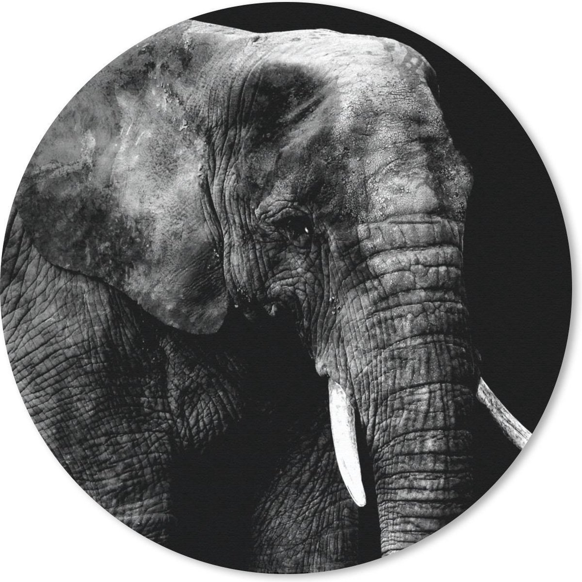 Muismat rond 40x40 cm - Mousepad Olifant - Tanden - Zwart - Wit - Ronde muismatten