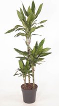 Kamerplant van Botanicly – Drakenboom – Hoogte: 100 cm – Dracaena fragr. Janet Lind