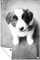 Tuinposter - Tuindoek - Tuinposters buiten - Border collie puppy met onschuldige ogen - zwart wit - 80x120 cm - Tuin