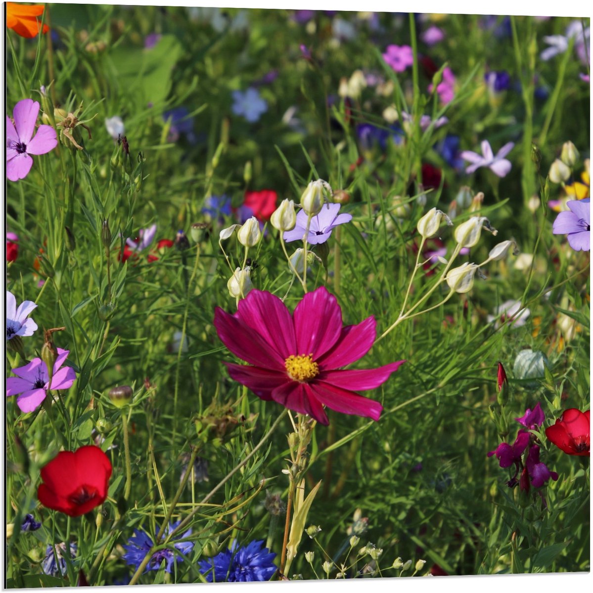 KuijsFotoprint Dibond - Velt met Bloemen in alle Kleuren - 80x80cm Foto op Aluminium (Met Ophangsysteem) Groen