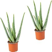 2x Aloe Vera Barbadensis - Vetplant - Kamerplant - Onderhoudsvriendelijk - ⌀10,5 cm - 30-35 cm
