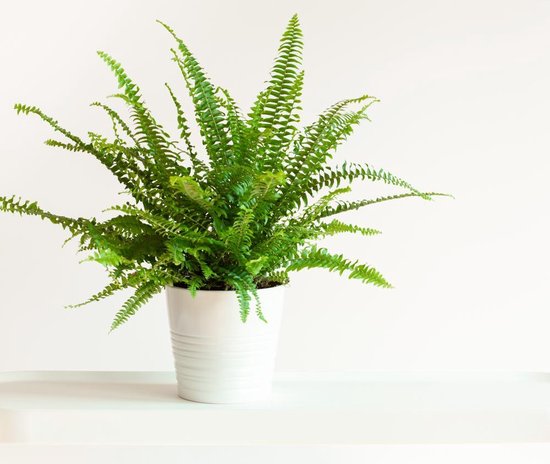 Groene krulvaren in een witte geribbelde pot op een witte achtergrond.