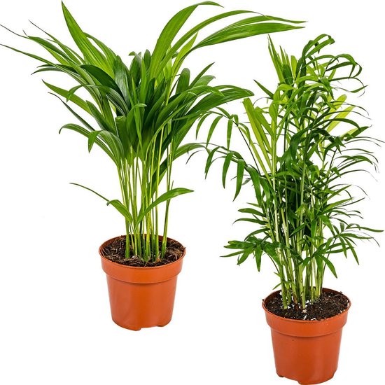 Dypsis Lutescens & Chamaedorea Elegans | Arecapalm & Mexicaanse Dwergpalm - Kamerplant ⌀12 cm - ↕40 cm