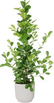 Kamerplant van Botanicly – Vijgenboom in witte ELHO plastic pot als set – Hoogte: 105 cm – Ficus Moclame