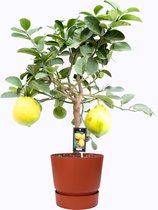 Kamerplant van Botanicly – Citrus Lipo in roodbruin ELHO plastic pot als set – Hoogte: 85 cm