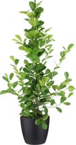 Kamerplant van Botanicly – Vijgenboom incl. sierpot zwart als set – Hoogte: 105 cm – Ficus Moclame