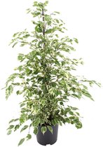 Kamerplant van Botanicly – Treurvijg – Hoogte: 105 cm – Ficus benjamina Twilight