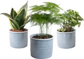 Hellogreen Kamerplant - Trio miniplanten - 20 cm - Laos keramiek Blauw