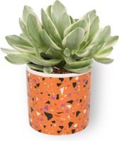 Kamerplant Crassula Money Tree - Jadeplant - ± 12cm hoog - ⌀  7cm  - in oranje gevlekte pot