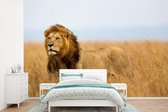 Behang - Fotobehang Leeuwen - Gras - Afrika - Breedte 330 cm x hoogte 220 cm