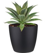 Mangave ‘Lavender Lady’ ® in ELHO Brussels Round (zwart) – ↨ 15cm – ⌀ 18cm