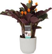 FloraExpert - Calathea - 45 Cm - Ø 16