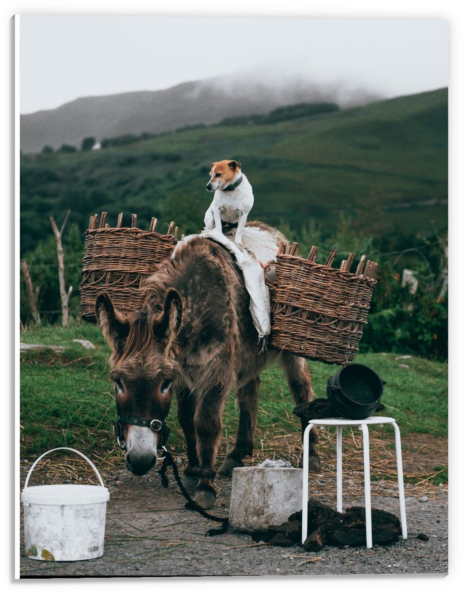 KuijsFotoprint Forex - Pakezel met Hond op Rug - 30x40cm Foto op Forex Groen