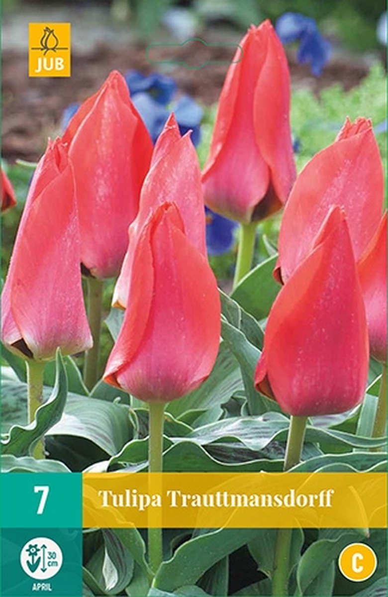JUB - Tulipa Trauttmansdorff, 5 bloembollen