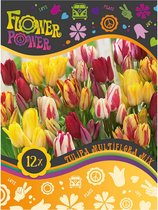 12x Tulpen - Tulipa - Mix 'Multiflora' - 12 bollen