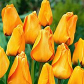 15x Tulpen - Tulipa 'Daydream' - Winterhard - Oranje - 15 bollen - Ø12cm