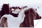 Poster Paarden - Sneeuw - IJsland - 30x20 cm