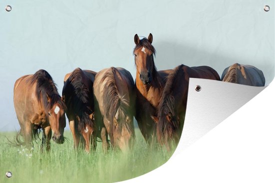 Décoration murale Paarden - Animaux - Herbe - Été - 180x120 cm - Poster jardin