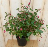 Fuchsia Donker-roze