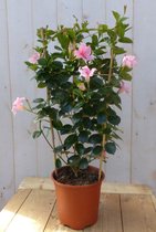 Dipladenia Mandevilla Sundaville roze 90 cm