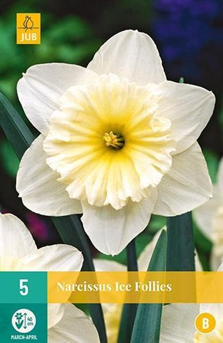 X 5 Narcissus Ice Follies