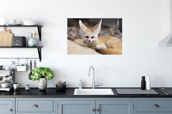 Le renard de Fennec s'allonge au sol et regarde droit dans l'appareil photo Poster 90x60 cm - Tirage photo sur Poster (décoration murale salon / chambre) / Poster Animaux sauvages