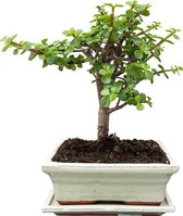 Bonsai Crassula in traditionele pot