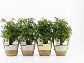 Kamerplanten van Botanicly – 4 × Polyscias in zeegras pot als set – Hoogte: 35 cm – Polyscias Hawaiiana Ming