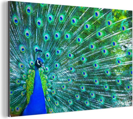 Abstracte dieren schilderij muur kunst posters en afdrukken op canvas mooie pauw foto's voor woonkamer decor kunstwerk 50x100cm (20x39in) frameloos