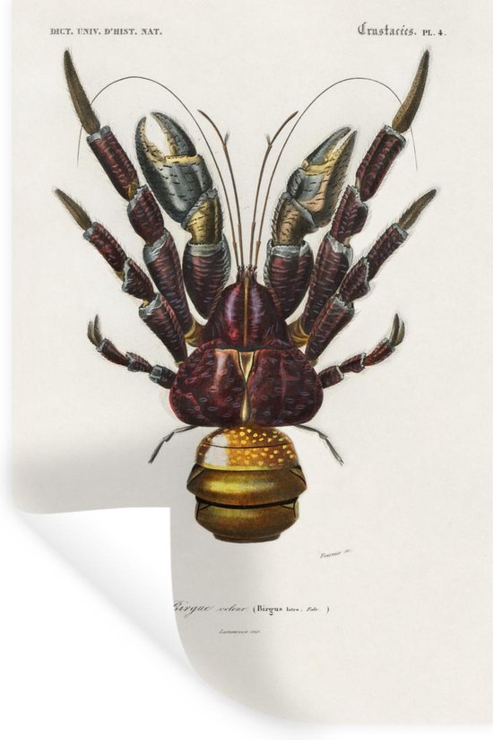 Stickers Stickers muraux - Crabe - Vintage - Animal - 20x30 cm - Film adhésif