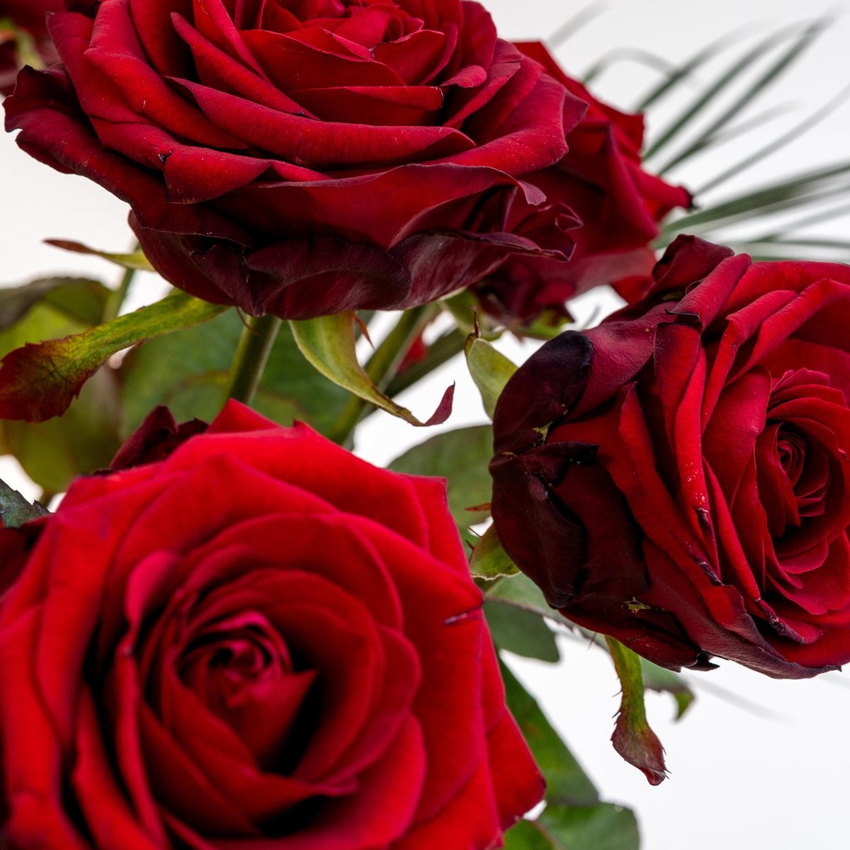 Bouquet Red Roses X Rituals Jing Shower Foaming