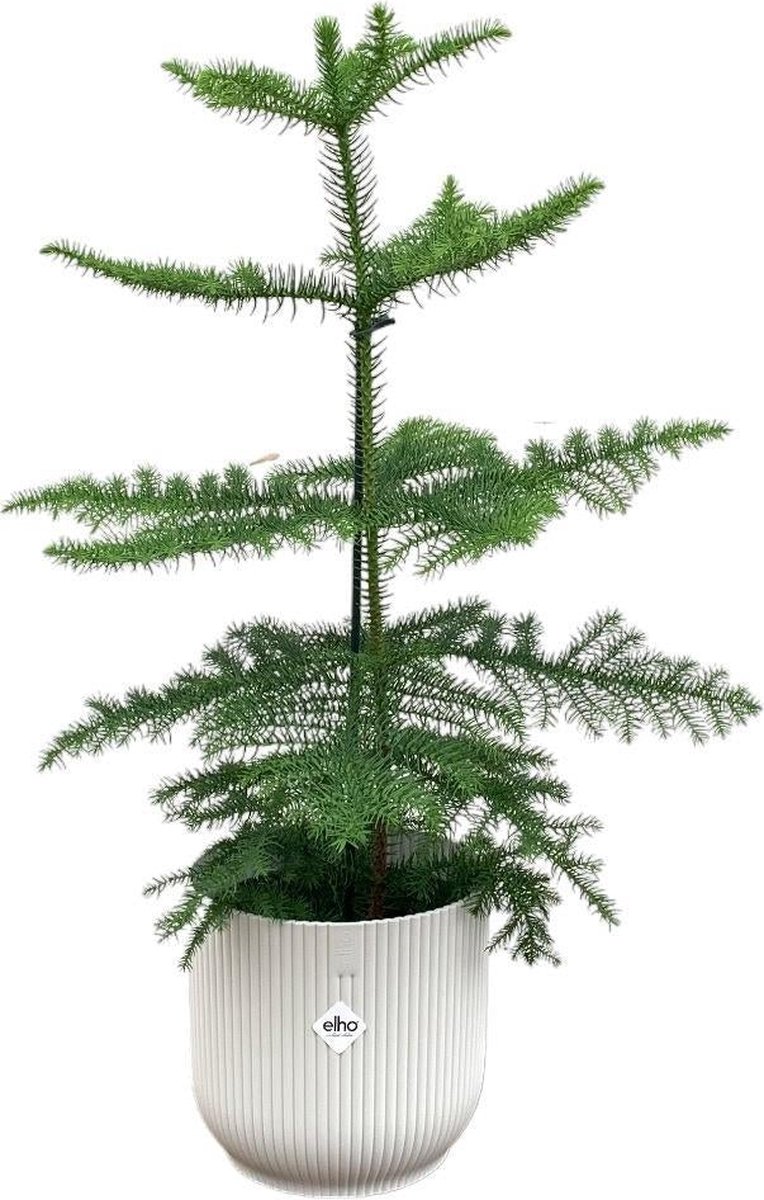Combi deal - Araucaria (kamerden) inclusief elho Vibes Fold Round wit Ø18 - 60 cm