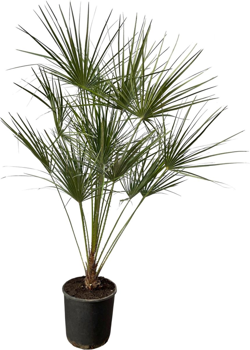 Chamaerops Humilis op stam - 160 cm - Ø28cm