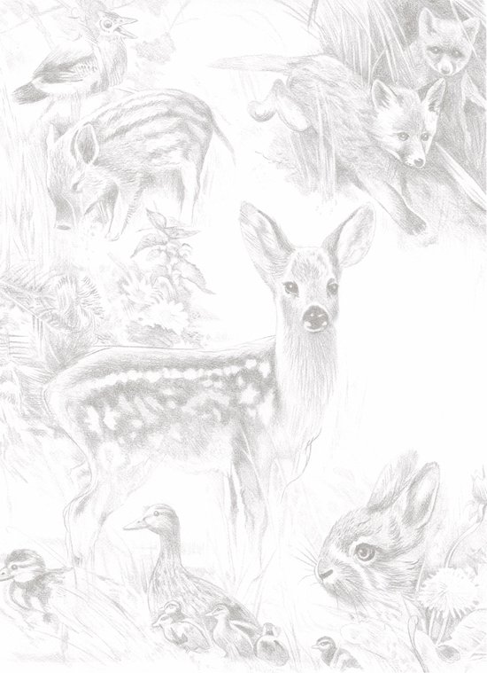 Schetsen van verschillende dieren in een natuurlijke omgeving, waaronder een hert, vossen, een everzwijn, vogels en een konijn.