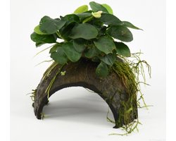 Moerings Halve Cocosnoot Met Anubias Waterplant