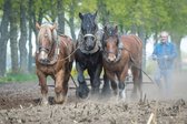 Trekpaarden TW21 - Poster - Ton van der Weerden - 70 x 100 cm