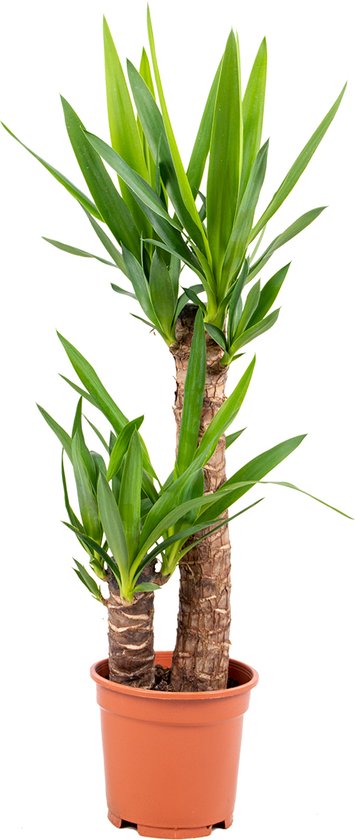 Bloomique - Yucca Elephantipes - Palmlelie - Kamerplanten - Luchtzuiverend - Gemakkelijk in onderhoud - 60-70 cm Hoog - Pot 17 cm