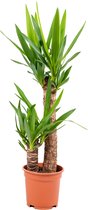 Yucca 'Elephantipes' 2 stam | Palmlelie per stuk - Kamerplant in kwekerspot ⌀17 cm - 60-70 cm