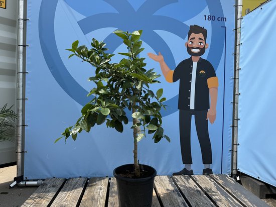 Limoenboom in zwarte pot, getoond voor een achtergrond met een hoogtemeter van 180 cm.