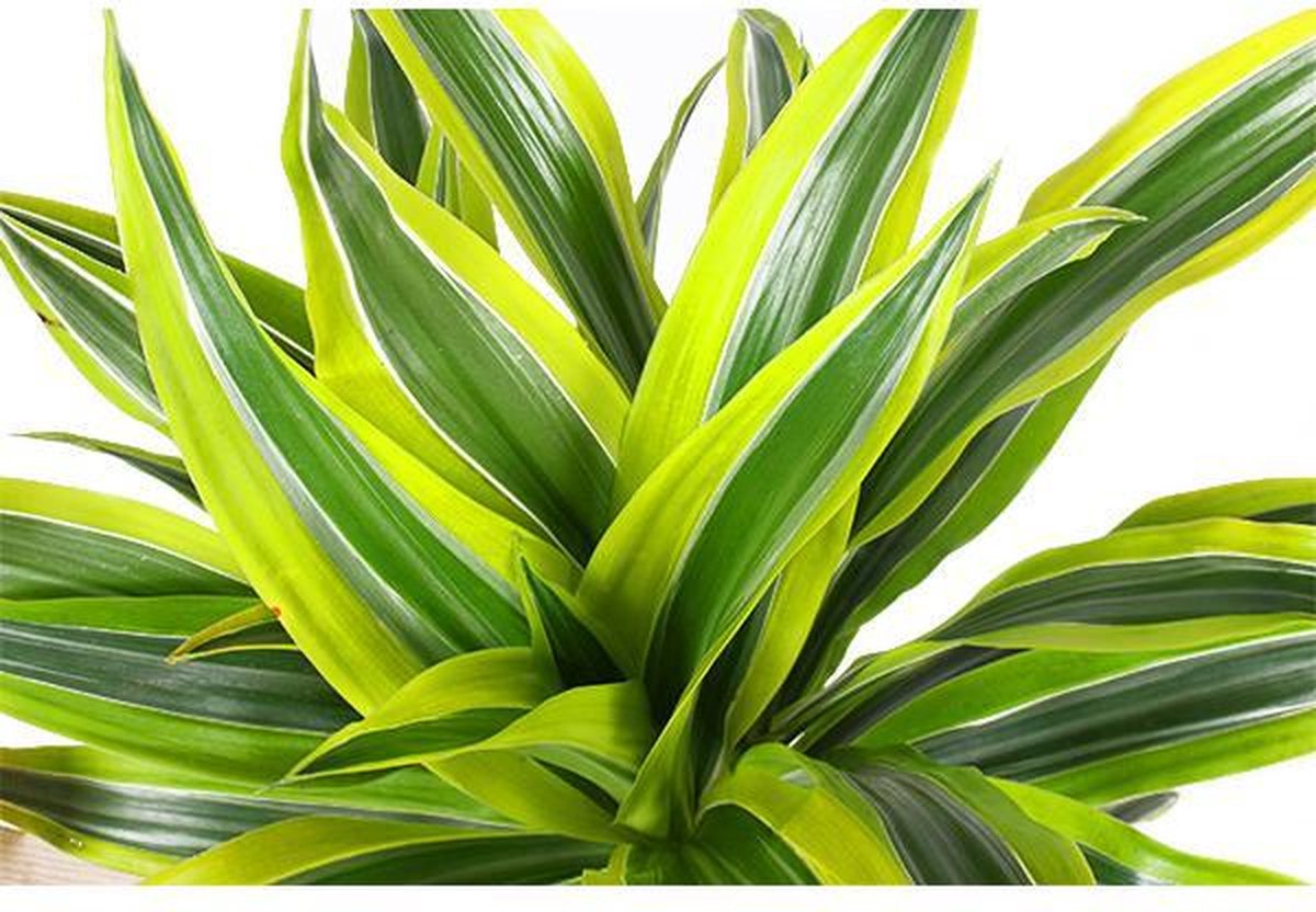 Dracaena Lemon Lime Ø21cm - 65cm in Vibes ROZE pot