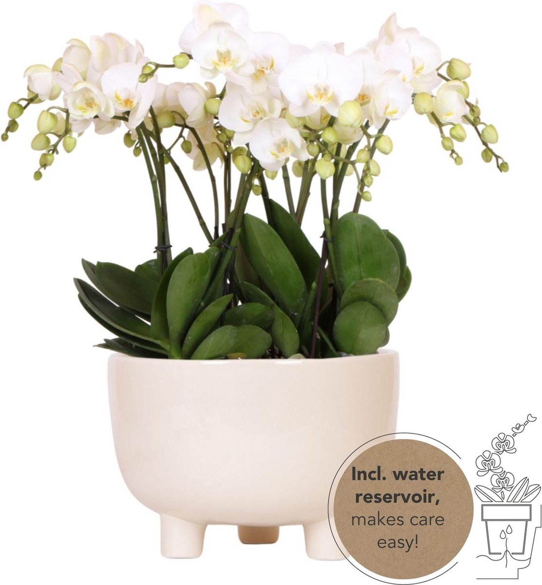 Green Harmony - witte plantenset in Gummy dish incl. waterreservoir