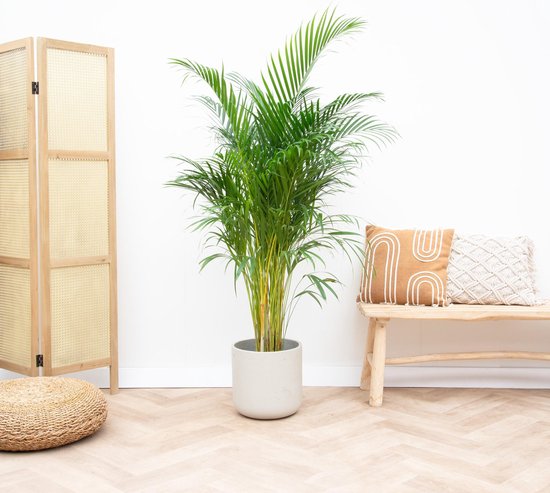 Areca Palm XXL - Goudpalm, Dypsis Lutescens - Hoogte 130cm - Potmaat 24cm