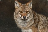 Coyote tuinposter - Dieren poster - Tuinposters Realistische kunst - Tuinschilderij voor buiten - Tuin poster - Tuindecoratie tuinposter 150x100 cm