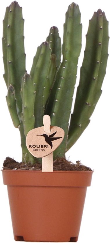 Kolibri Greens | Groene plant - Stapelia - groene kamerplant - vers van de kweker - Ø6cm -