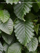 Haagbeuk Carpinus betulus 60-80 cm in Pot, 3x Haagplant