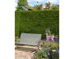 Westerse Levensboom Thuja Brabant 80-100 cm in Pot, 3x Haagplant