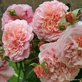 Rose de Tolbiac | Klimroos | Grote bloemenen | Geschikt voor pergola | 3 meter hoog | Wortel