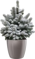 Hellogreen Kamerplant - Echte Kleine Kerstboom - Picea met sneeuw - 75 cm - ELHO Brussels Diamond Oyster Pearl