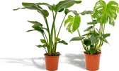 Set van 2 - Strelitzia Nicolai 85cm hoog, 19Ø + Monstera Deliciosa 75cm hoog, 21Ø - Kamerplant - Zonder mand