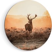 Artaza Dibond Muurcirkel Hert In De Wei Tijdens De Zonsopkomst - Ø 70 cm - Wandcirkel - Rond Schilderij - Voor Binnen en Buiten